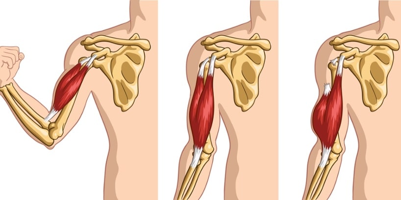 biceps brachii